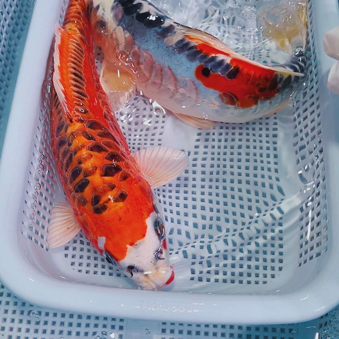 锦鲤锦鲤冷水鱼观赏144