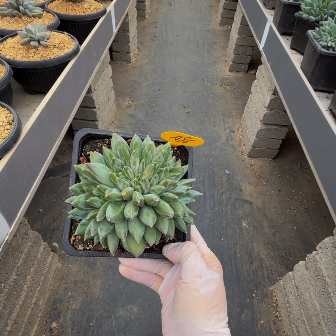 武***明a96重楼群生呀呀呀呀