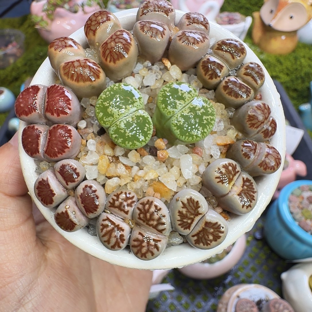 多肉植物福利冲1226