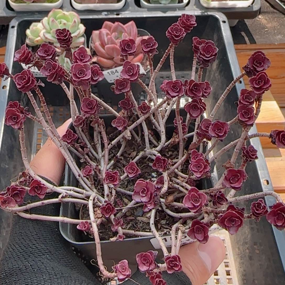 0613-185小球玫瑰