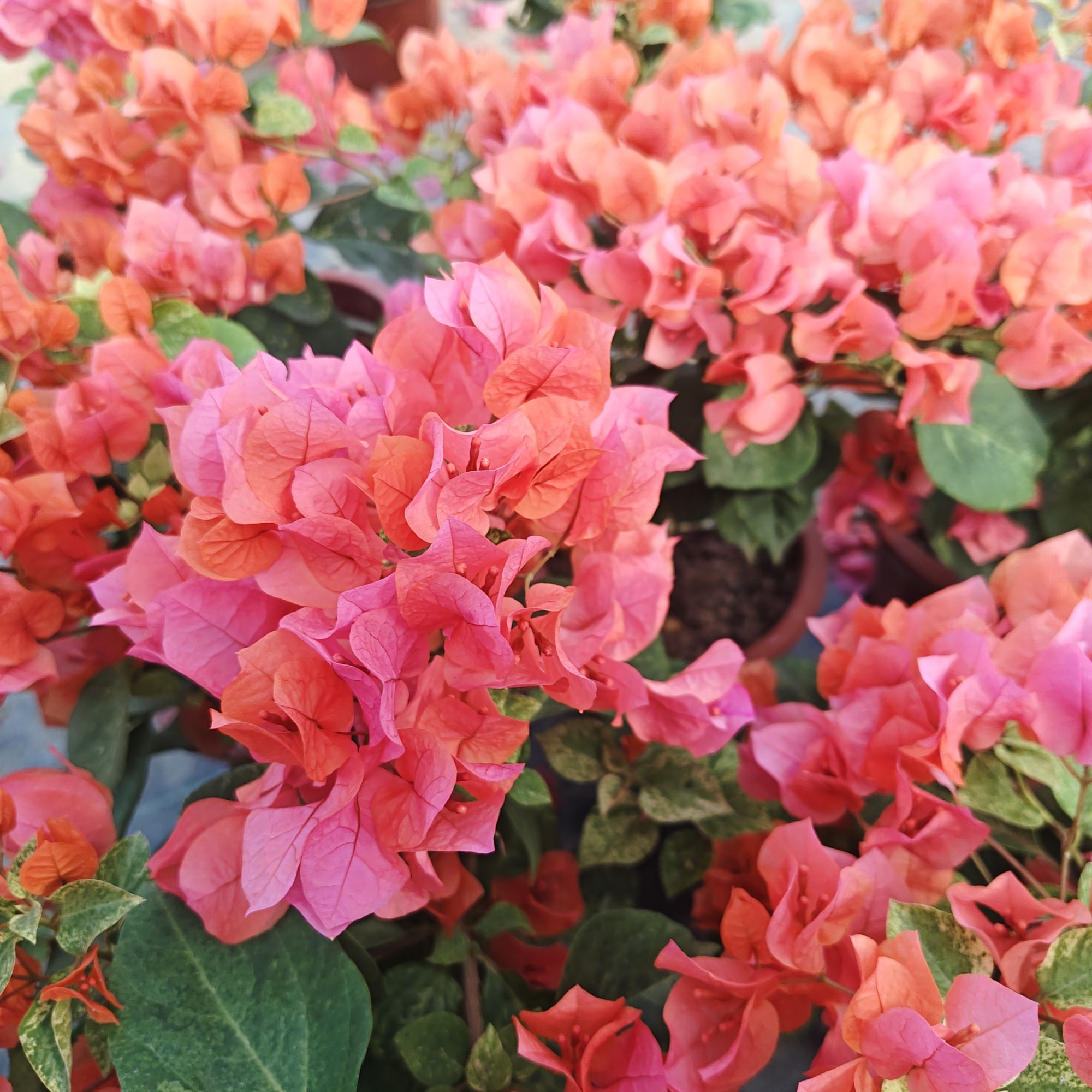 【钻石橙】·三角梅基地直发