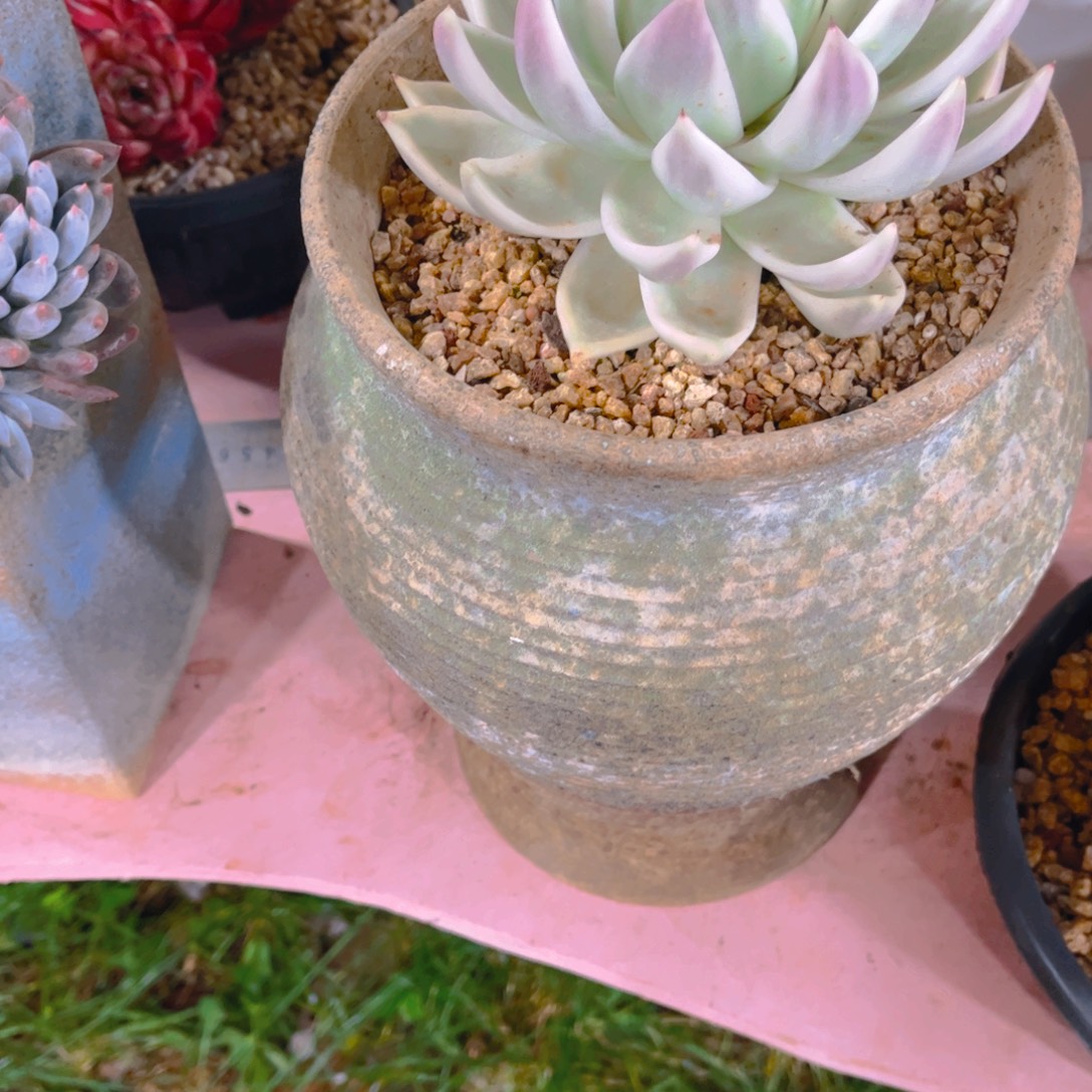 邹***白多肉植物保护研究所