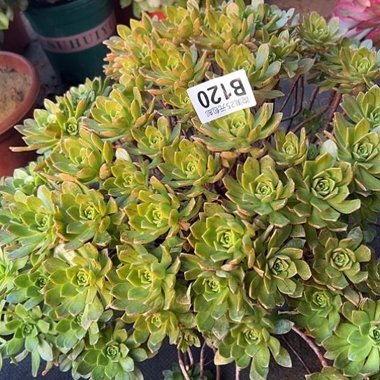 用****2多肉植物一个