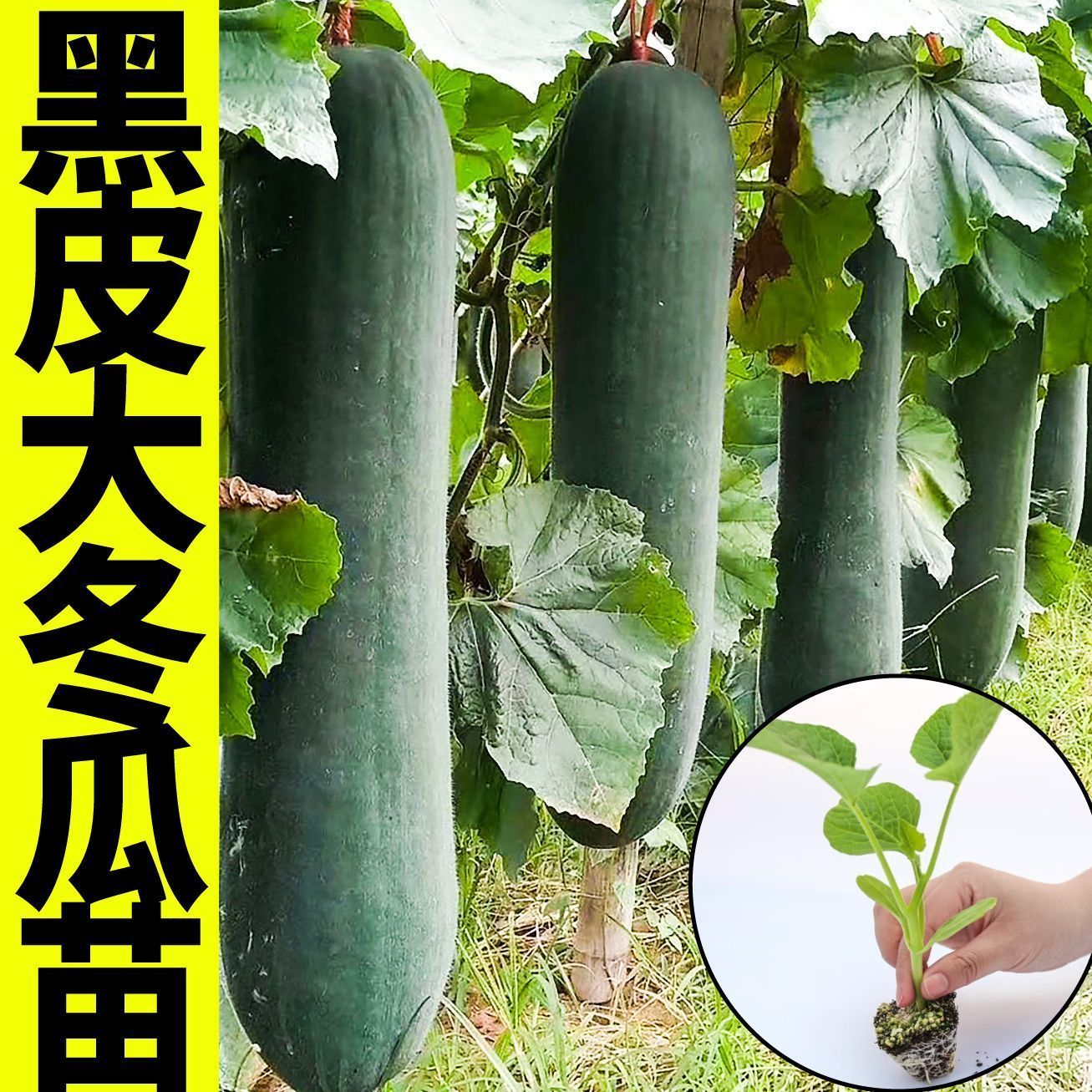 满地爬黑皮冬瓜种子冬瓜苗大型高产大冬瓜秧苗四季盆栽蔬菜高产菜