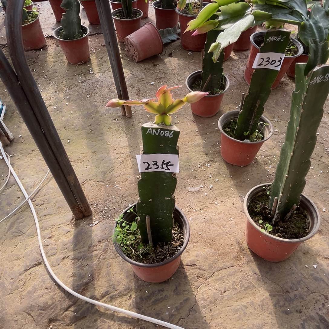 完全开放2355AN086