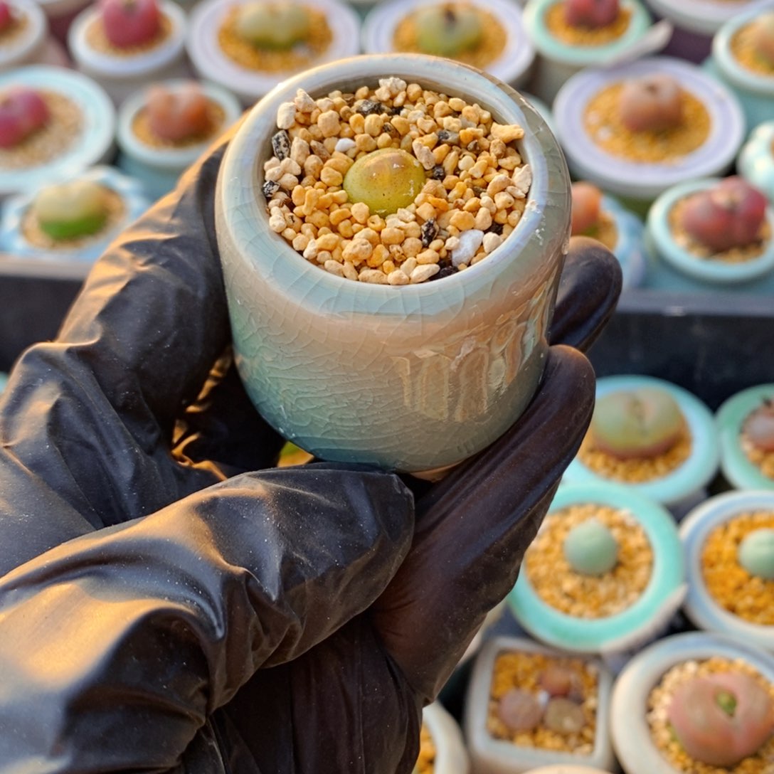 4938-_一物一拍 带盆