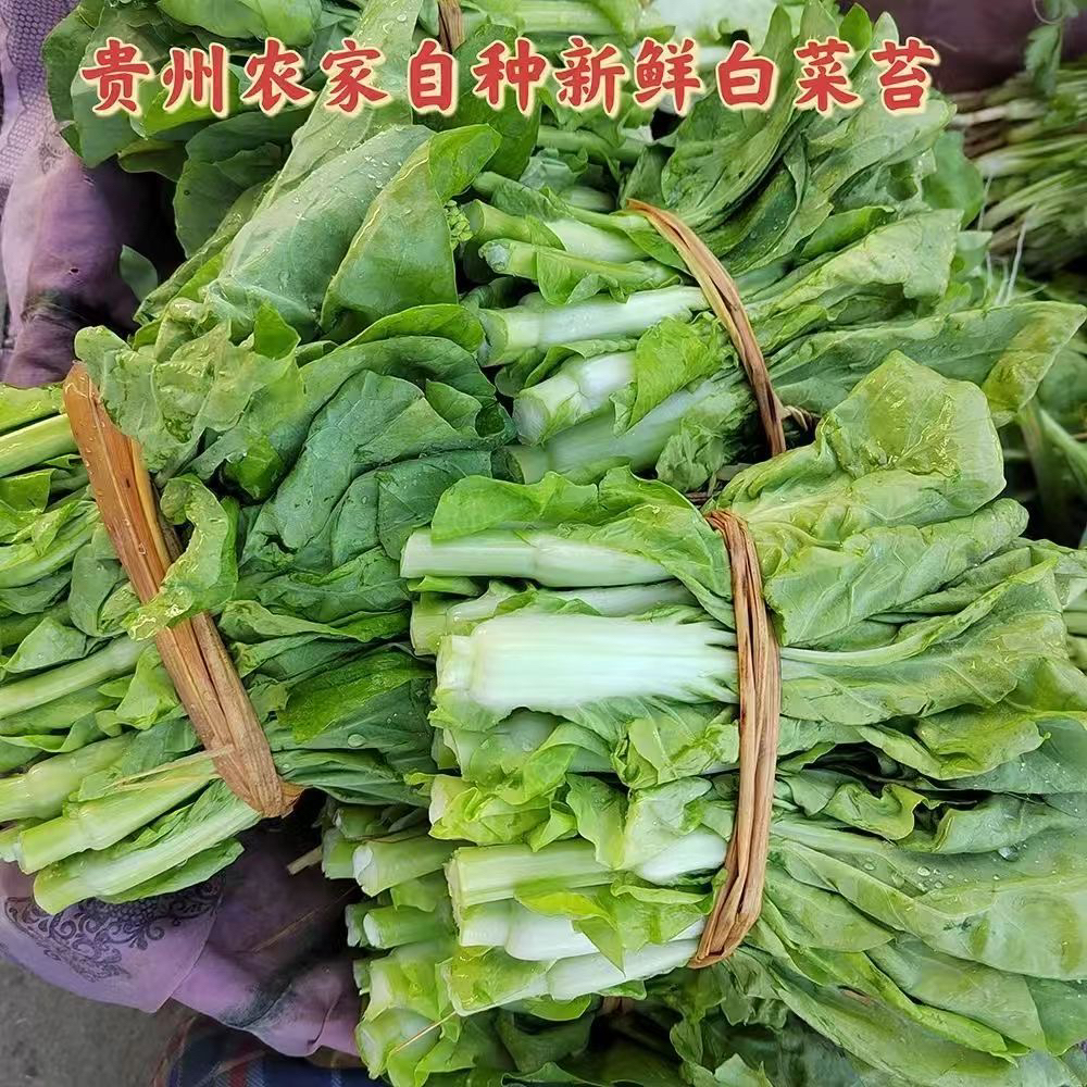 贵州新鲜白菜苔白菜心苔摘当季时令农家自种菜心露天种植蔬菜包邮