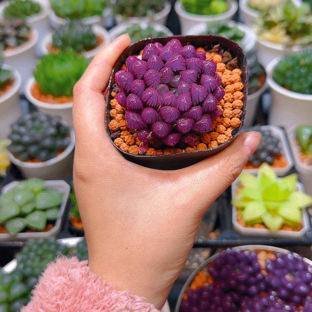 紫宝石冰灯玉露，原盆