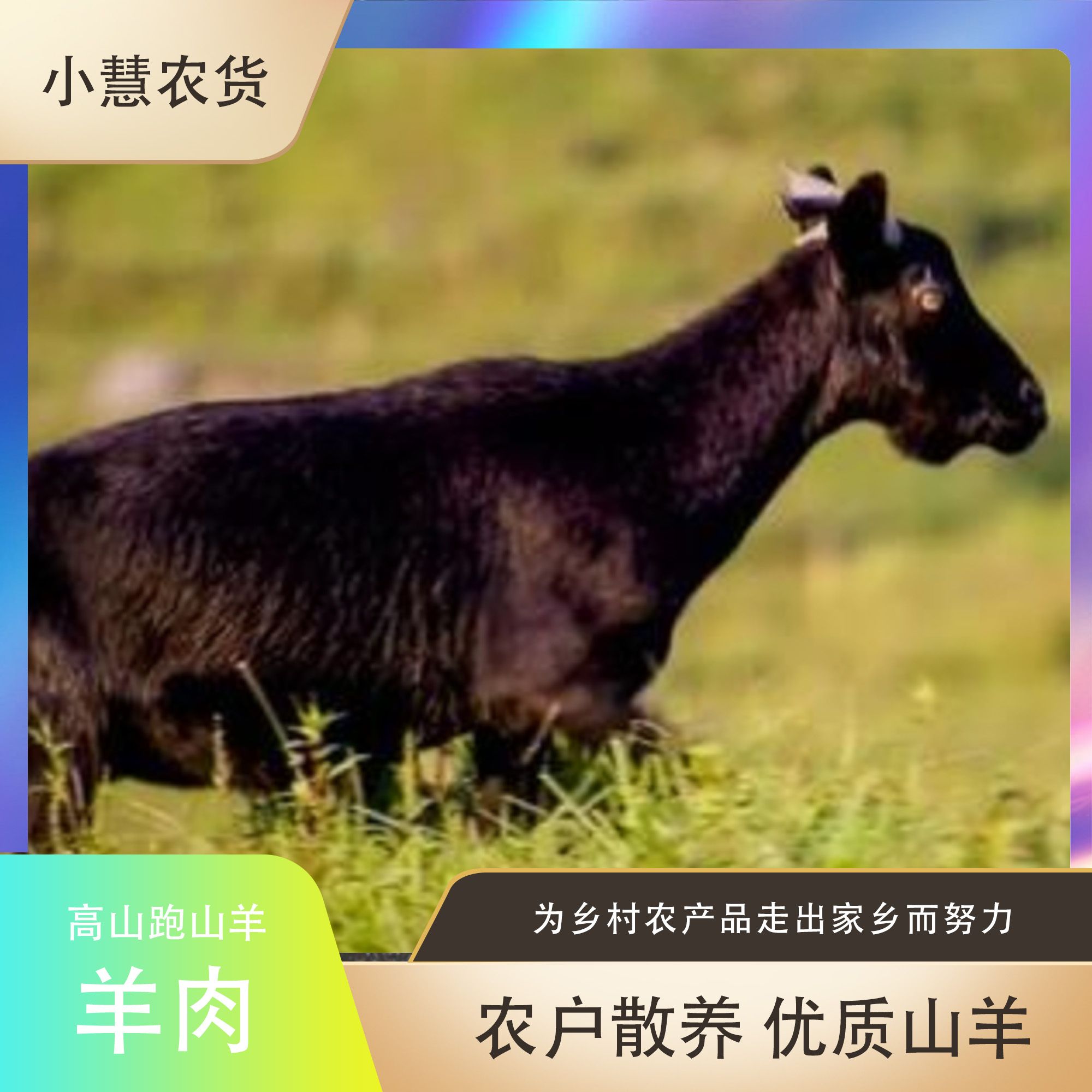 新鲜熟羊肉山羊肉农村煮熟羊肉农家自羊山羊肉贵州遵义山羊