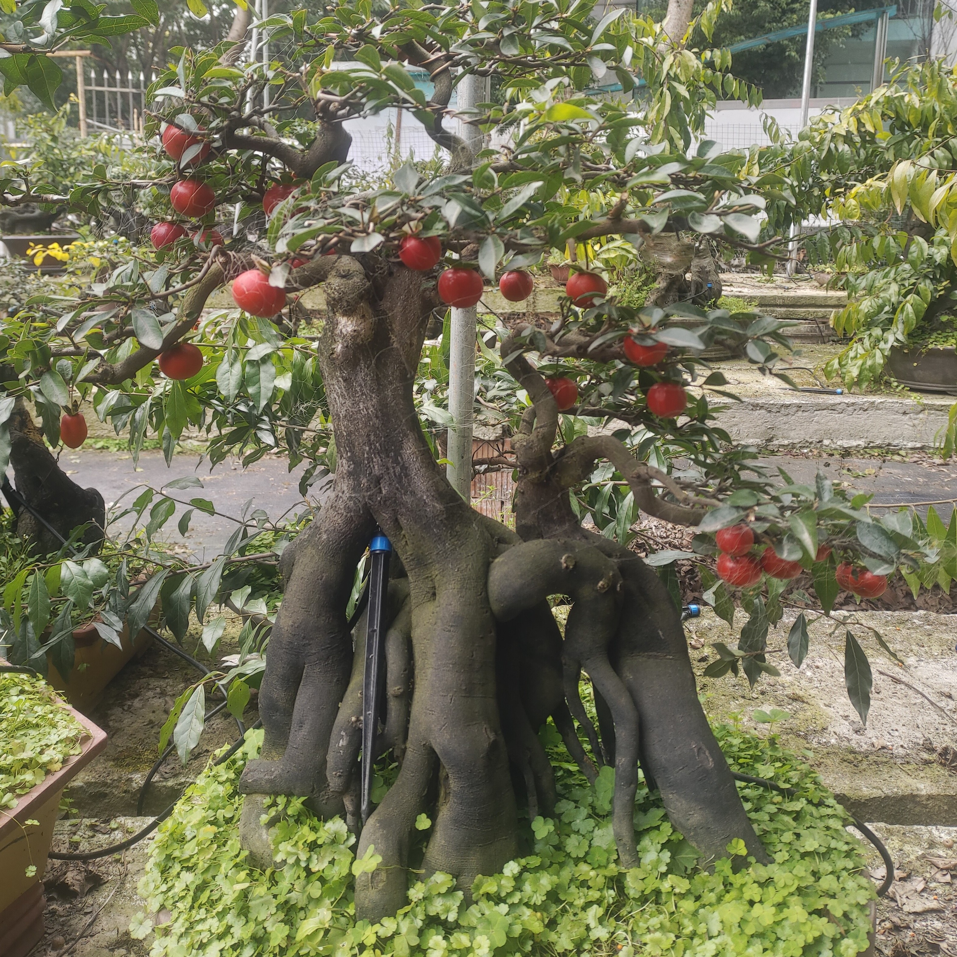 带果金弹子盆景生桩熟桩公母树苗老桩花生果葫芦果金弹子