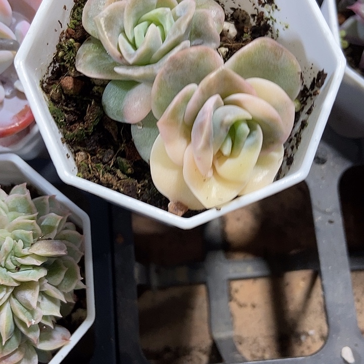 多肉植物可爱玫瑰金693
