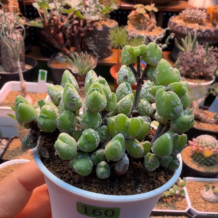 冰糕兔子160 仙人球