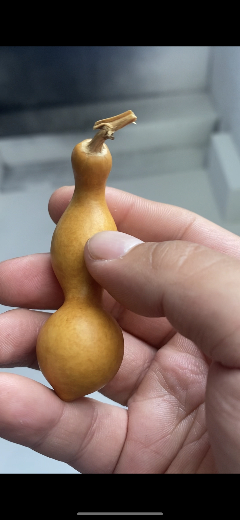 老皮蚂蚁小手撵 