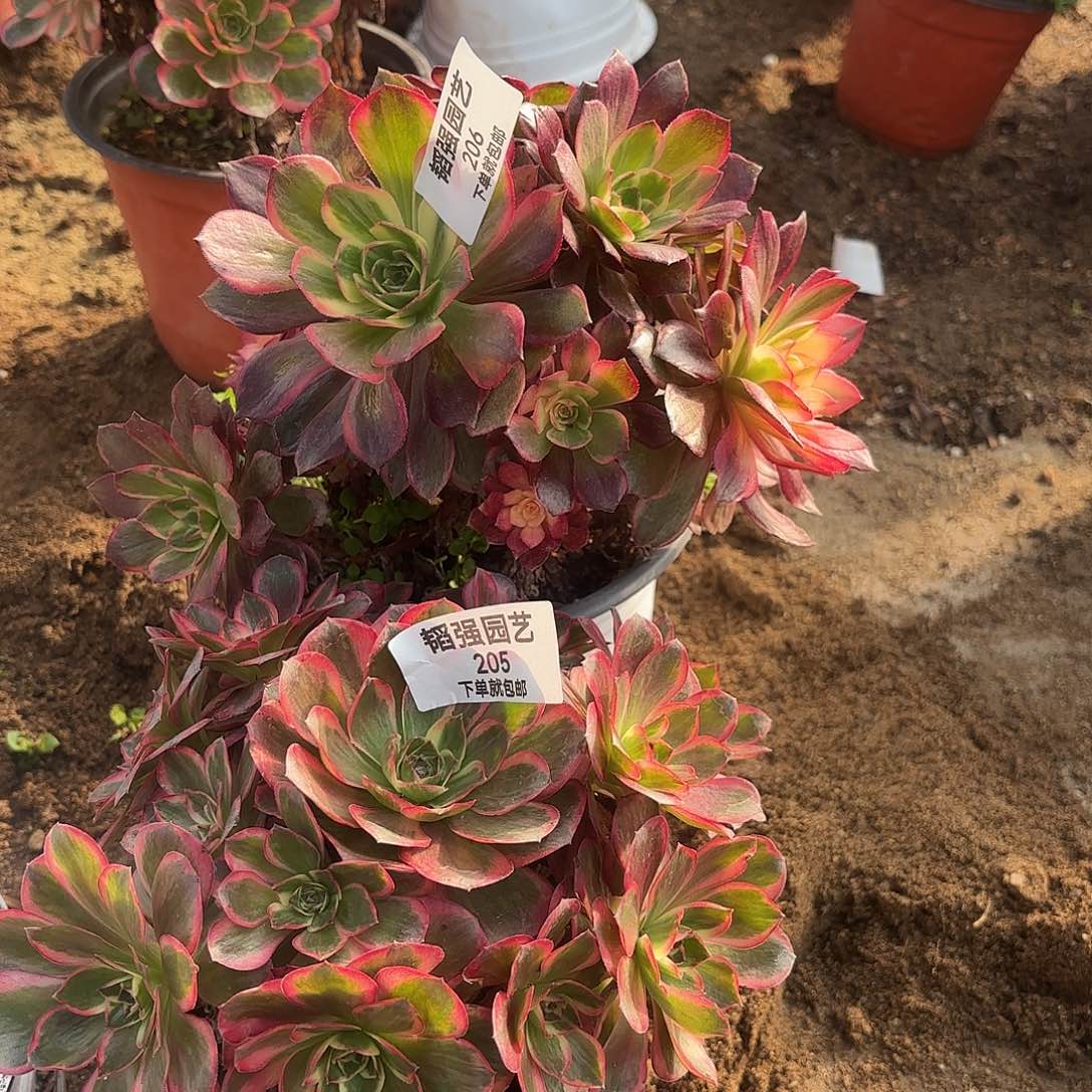 黑魔锦那幅多肉植物205-06