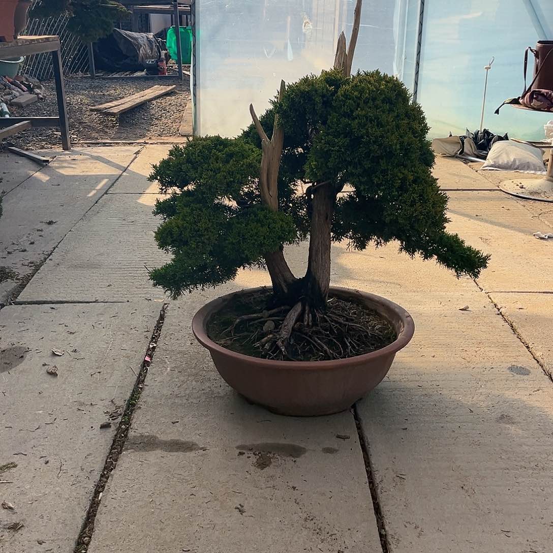 无花朵钱*济州真柏盆景