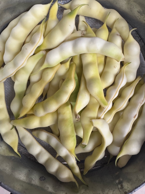 兔子泛白眼豆角3斤包邮