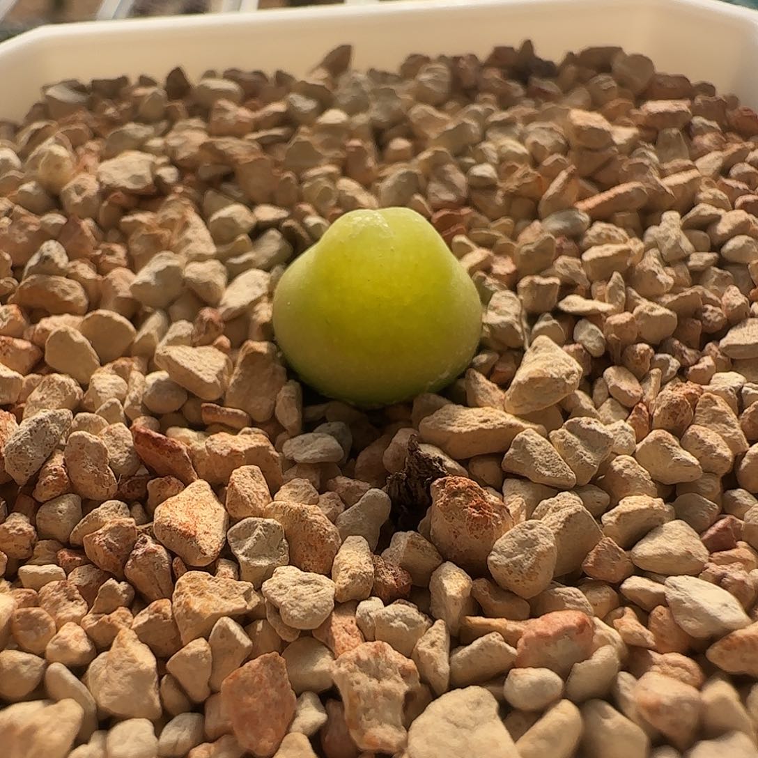 无花朵ts62 红体大葫芦