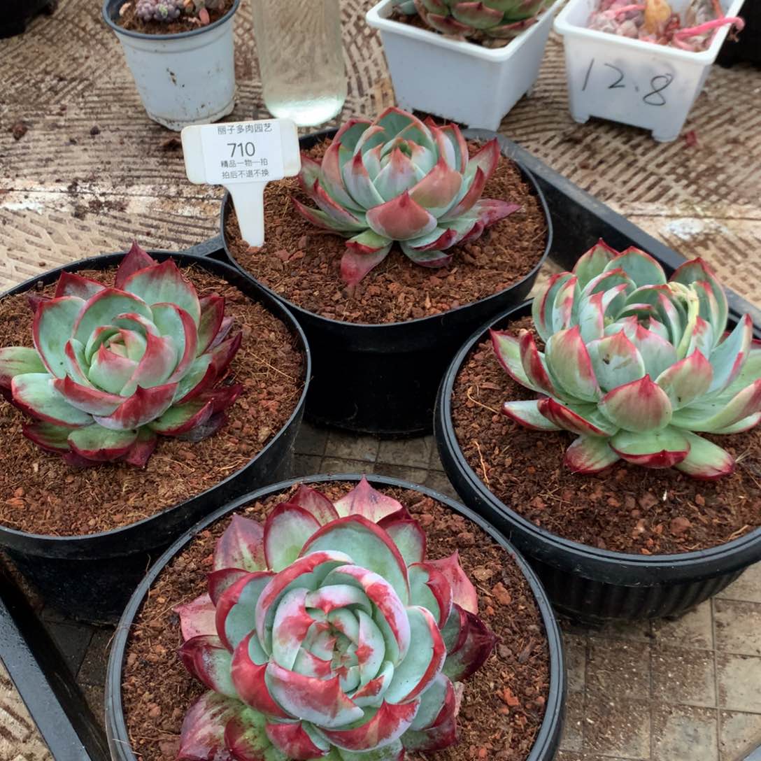710一组4颗。惊鸿多肉植物。尺寸11