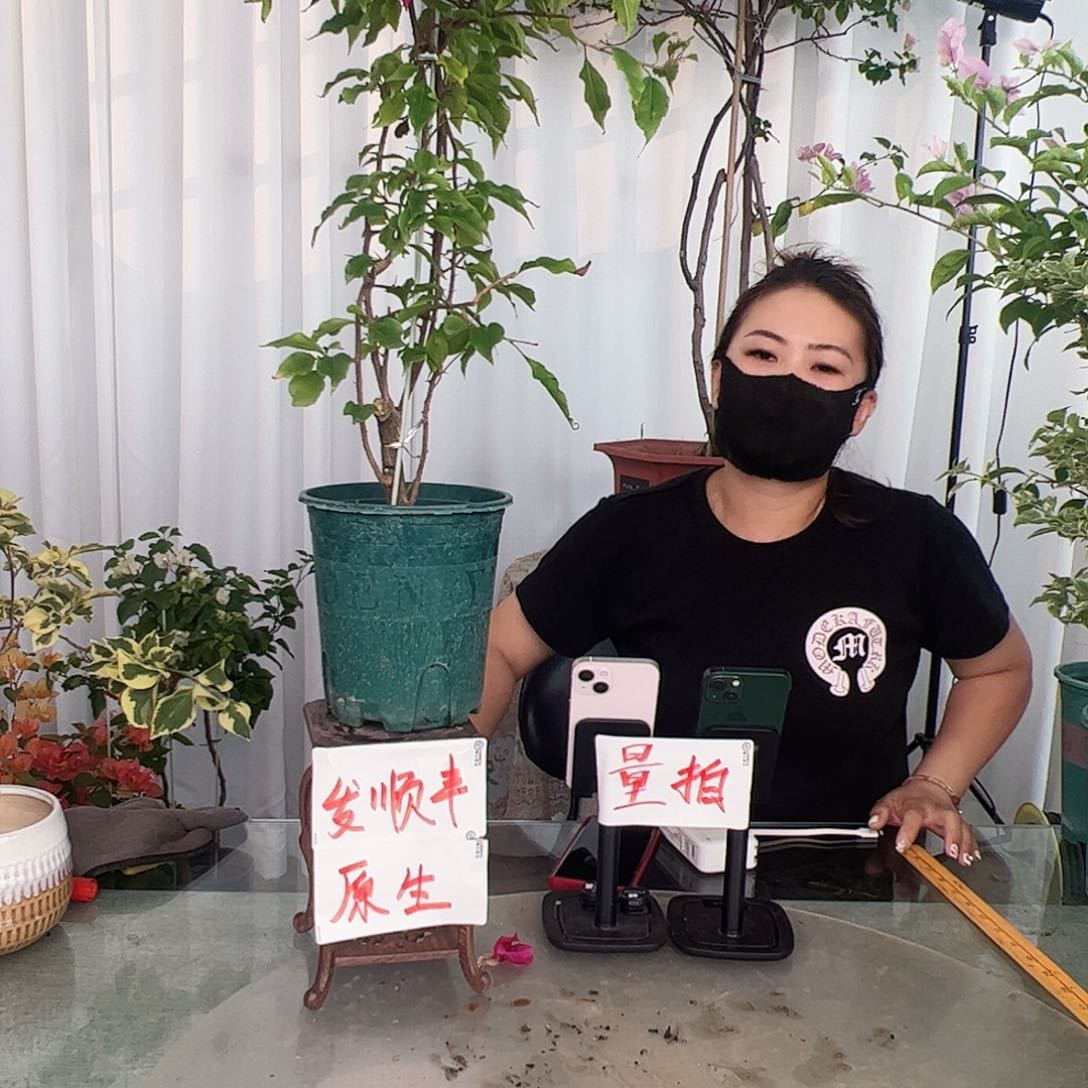 当前无花栽培后可以开花酒红桑巴一颗