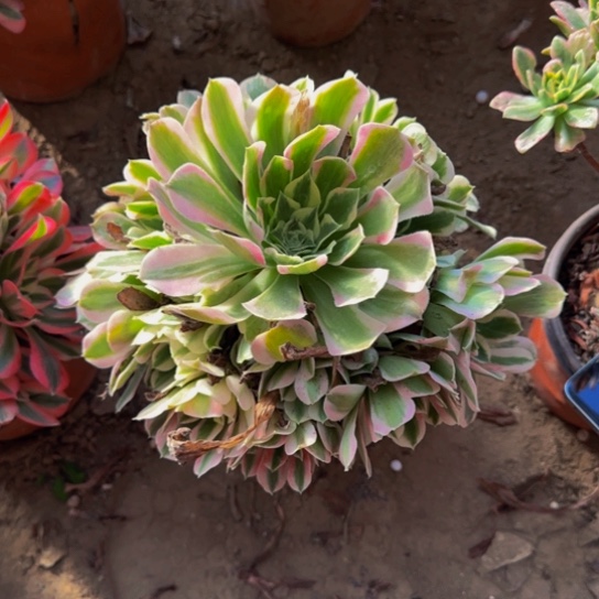 白凤法师9.9多肉植物