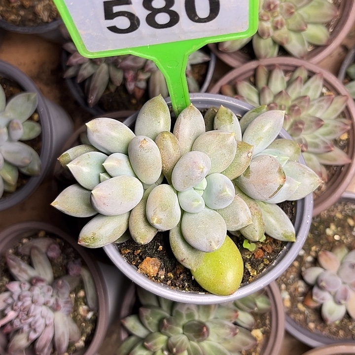 多肉植物黄胖体哥特