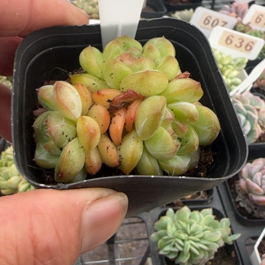 620琴心一物一拍多肉