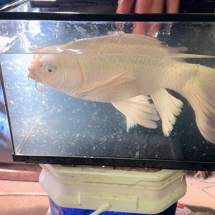 海水鱼蝴蝶鲤包邮80