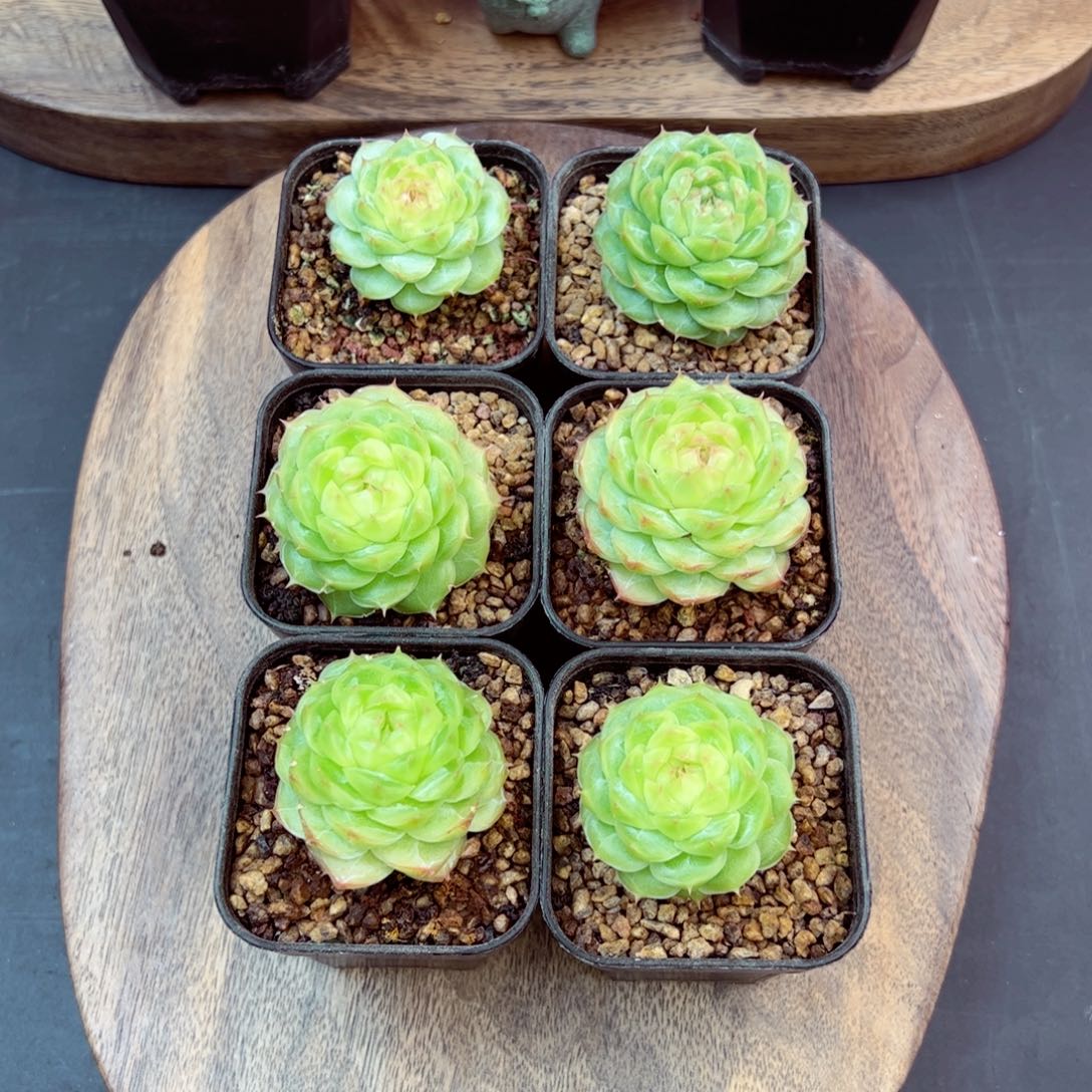 阿月量拍—哈哈哈哈哈