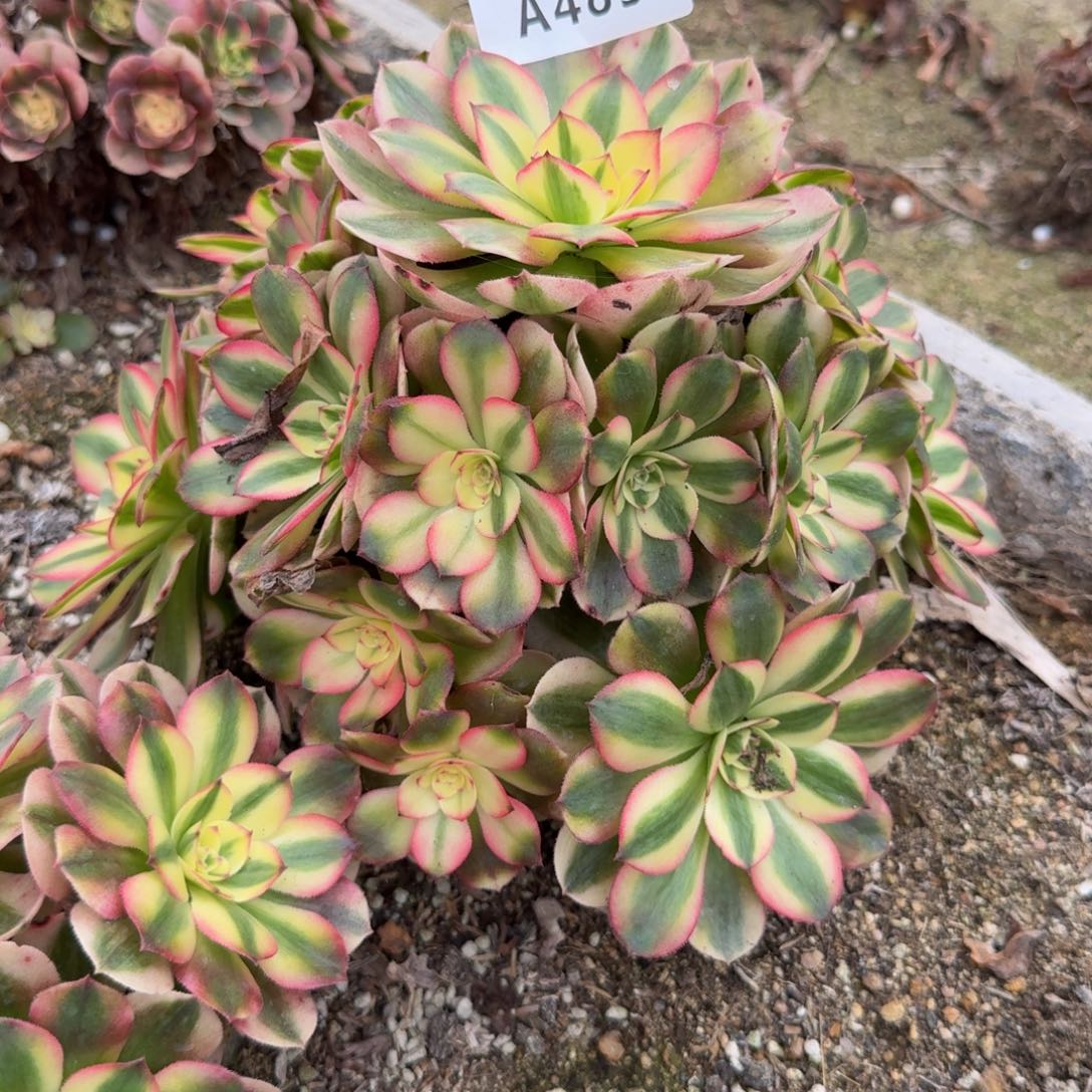 483荔枝。多肉植物