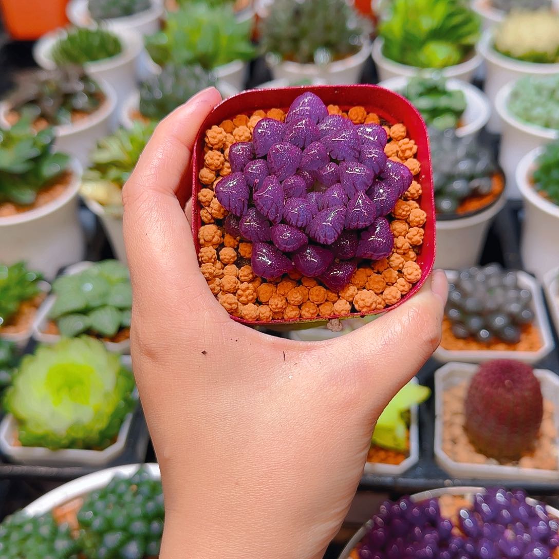 紫宝石冰灯玉露，原盆，人工上色