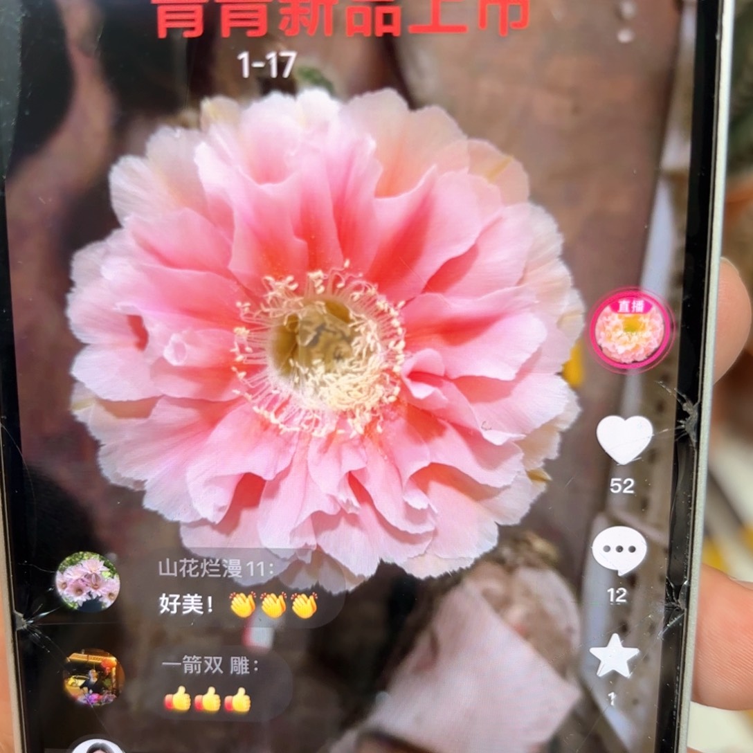 彩草1-17号6.7公分左右