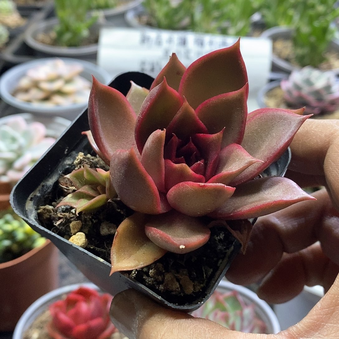 1793发光玫瑰多肉