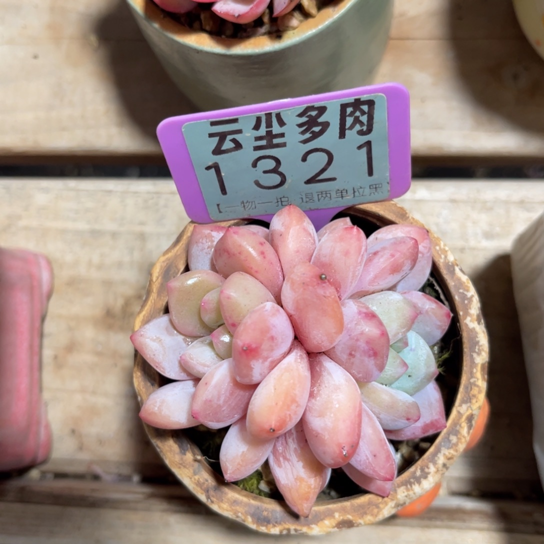 云尘多肉一物一拍不含盆1321