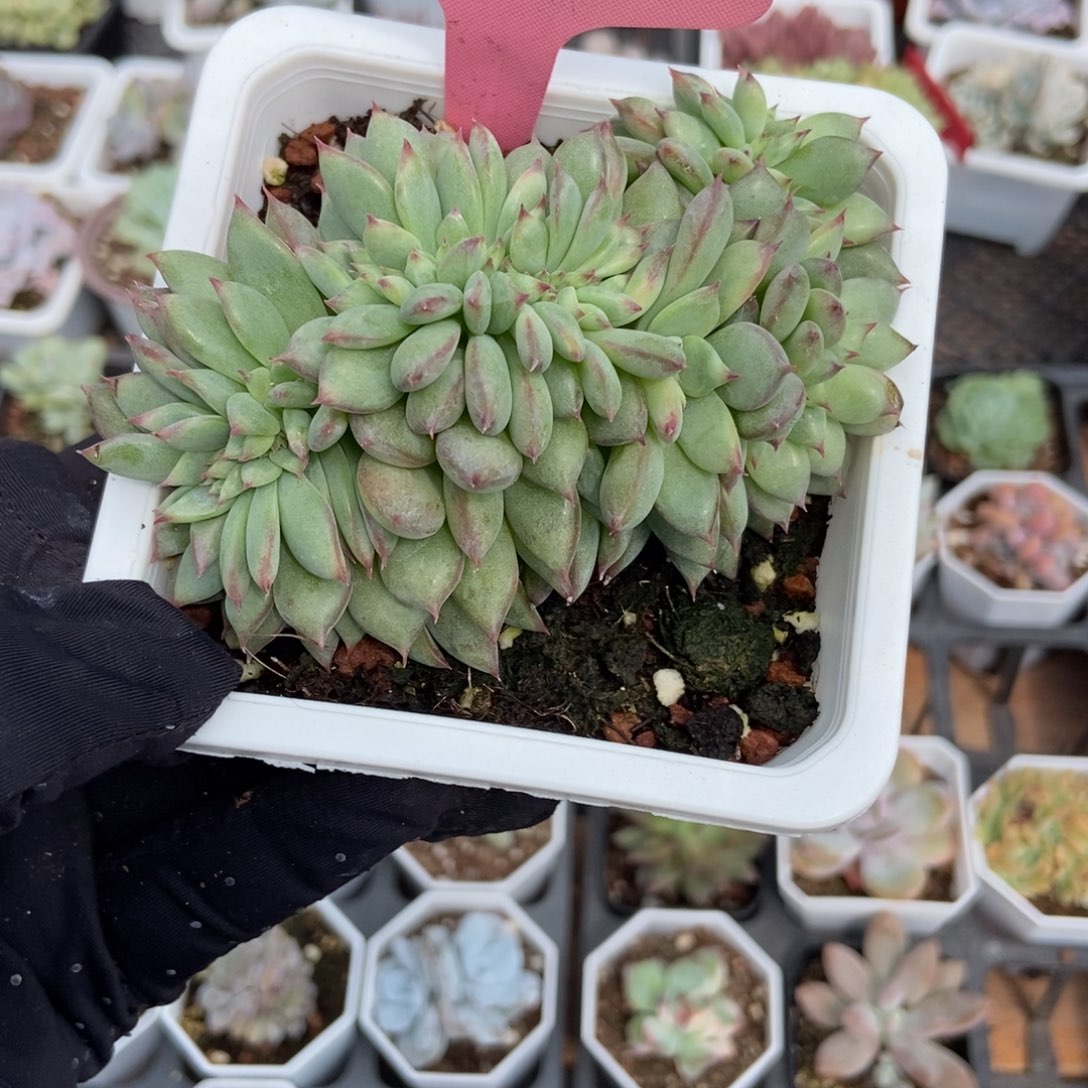 318拉糖缀多肉植物