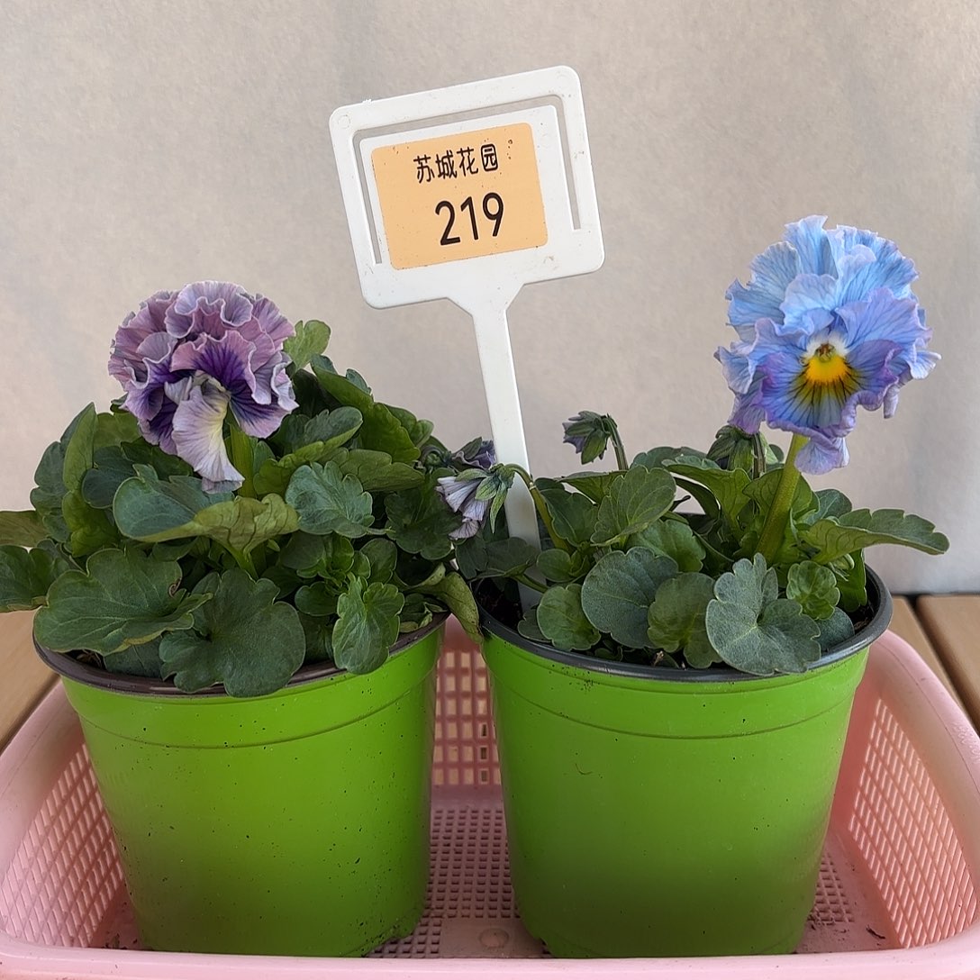 大部分开放少量花苞219