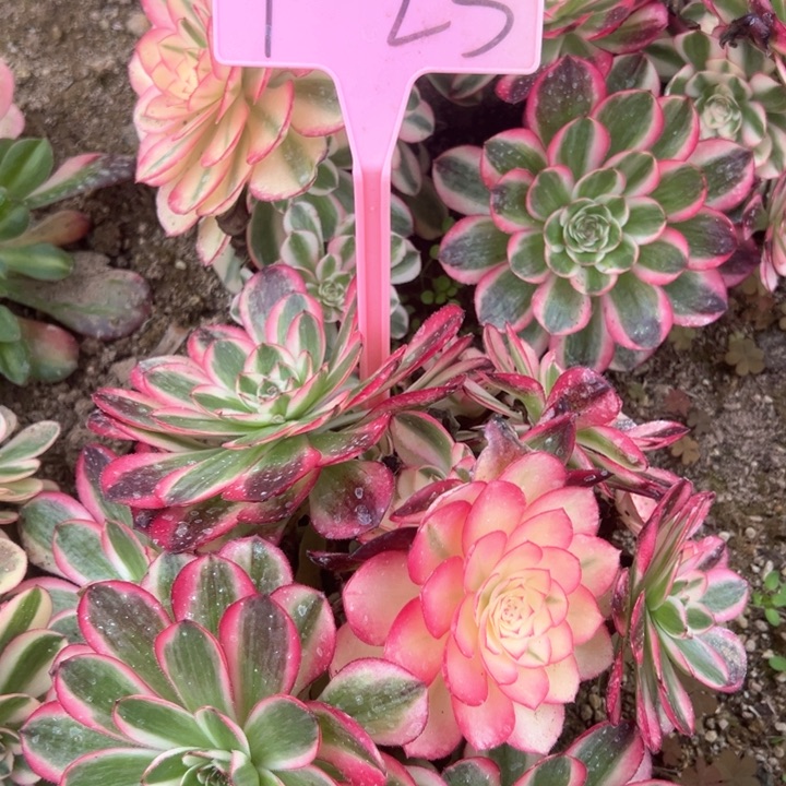 1-23倾城多肉植物