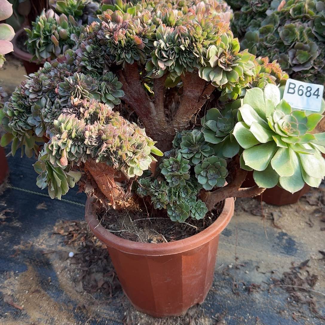 684万缀一颗呀呀呀