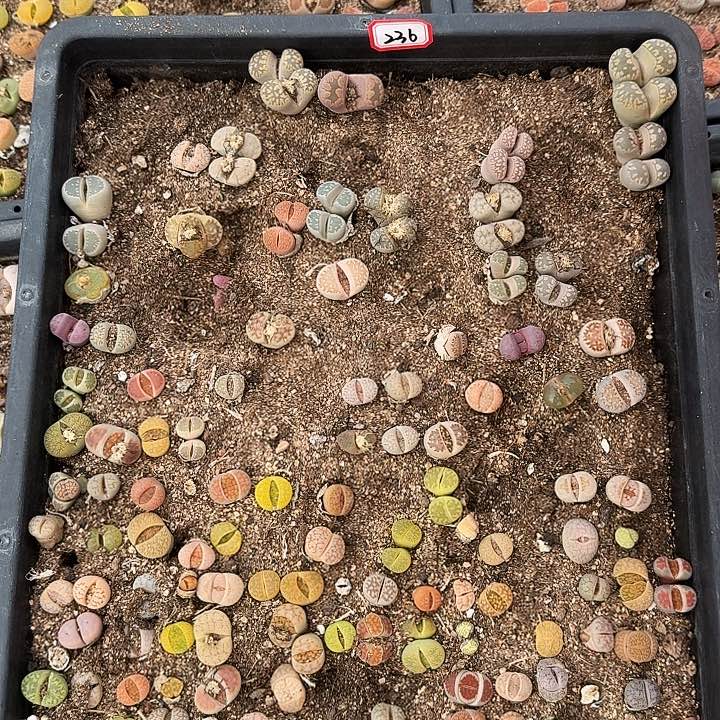 生石花11111。      236