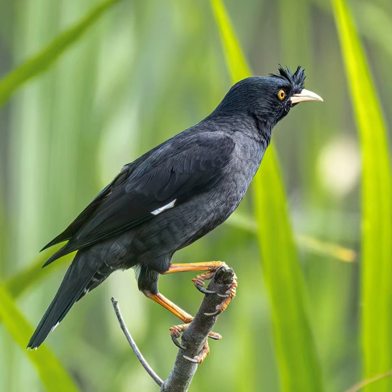 黑八哥能说话玄风鹦鹉活体宠物【顺丰包邮】