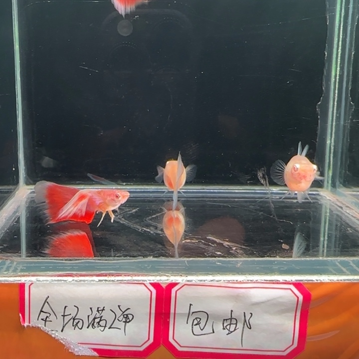 孔雀鱼13飞船跑红两对