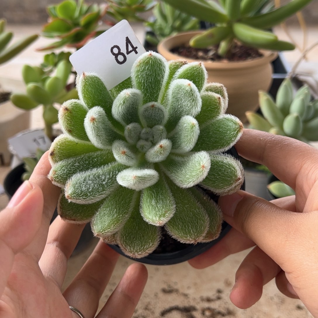 【闪购商品】白闪冠。84。111111111