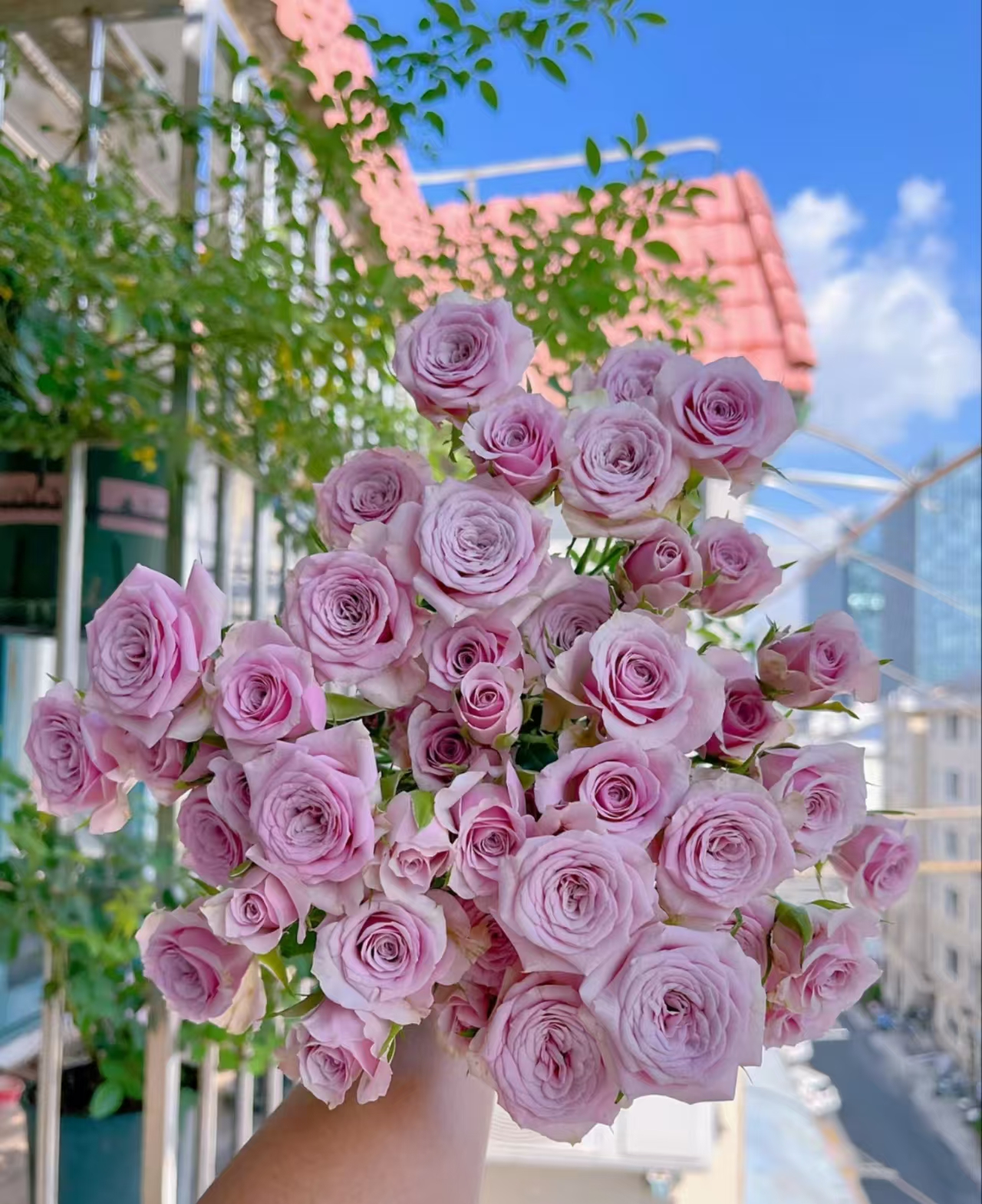 (莱拉多头玫瑰）单头玫瑰云南鲜花基地直发