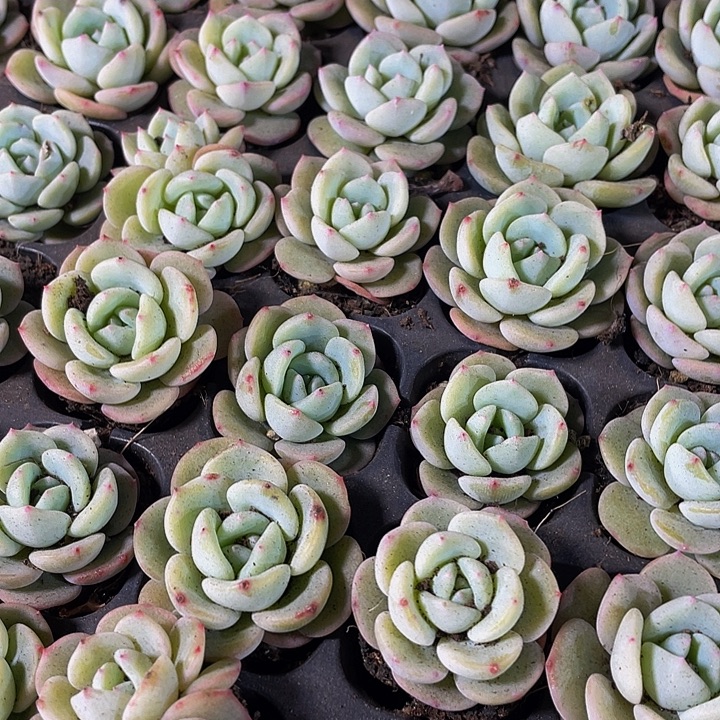 小圆梦1元带土发货