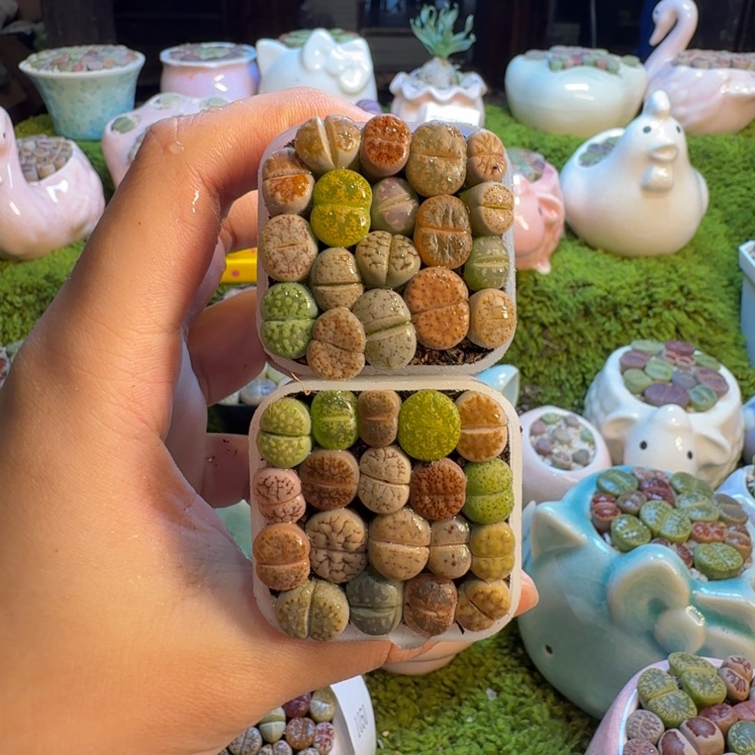 多肉葡萄的季节性1055