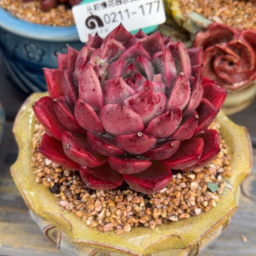 从前慢多肉精选编号0211.177