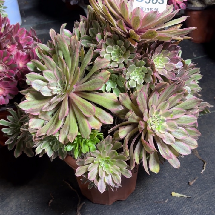 瑞妈一物一拍563