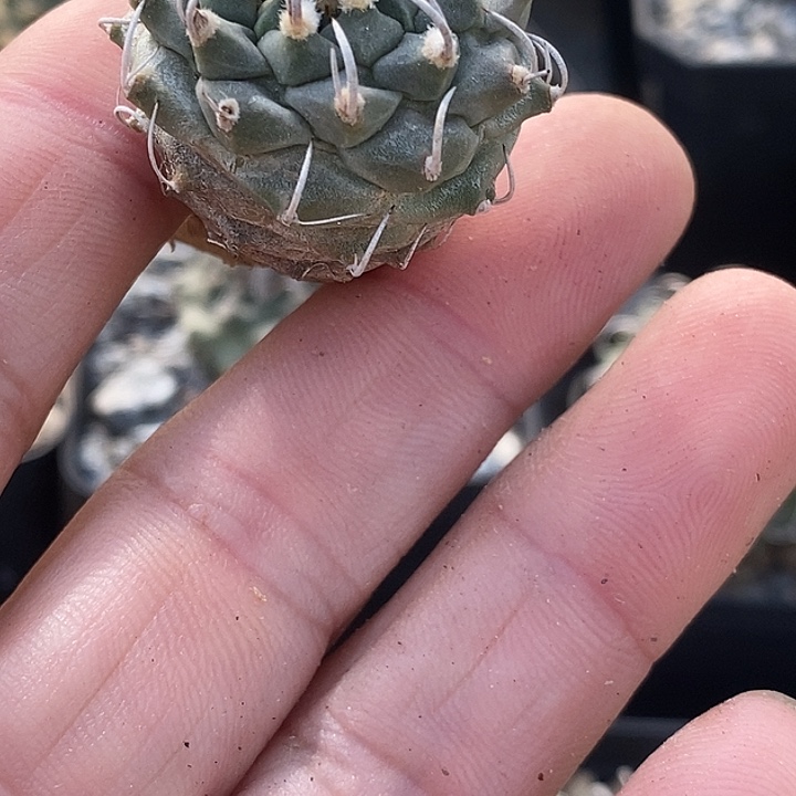 刍***猫娇丽南格瑞特一个仙人球