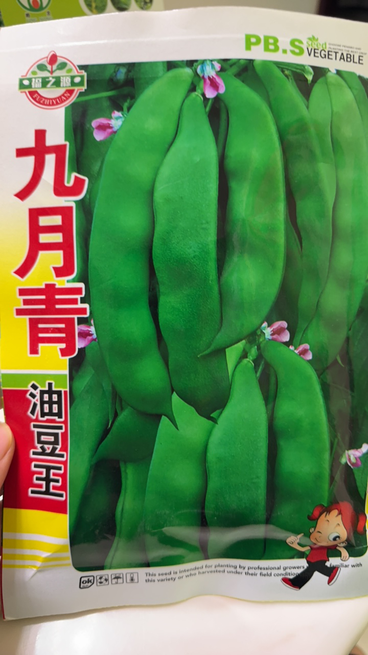 九月青油豆     