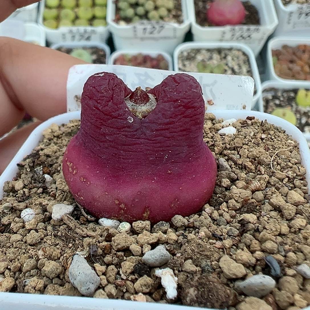 132毛汉尼带盆土发货