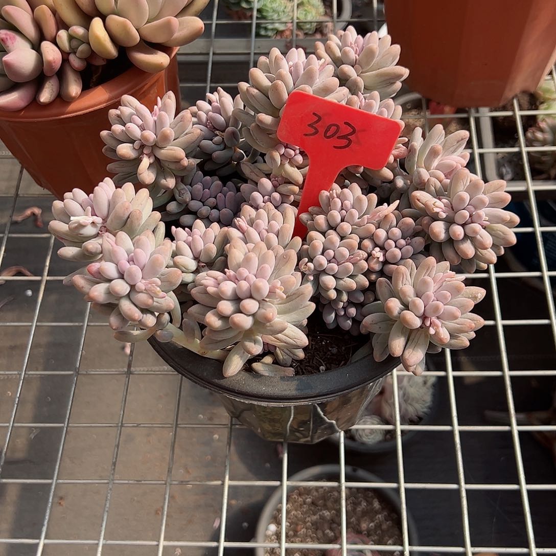 肖*?303婴儿手指多肉植物